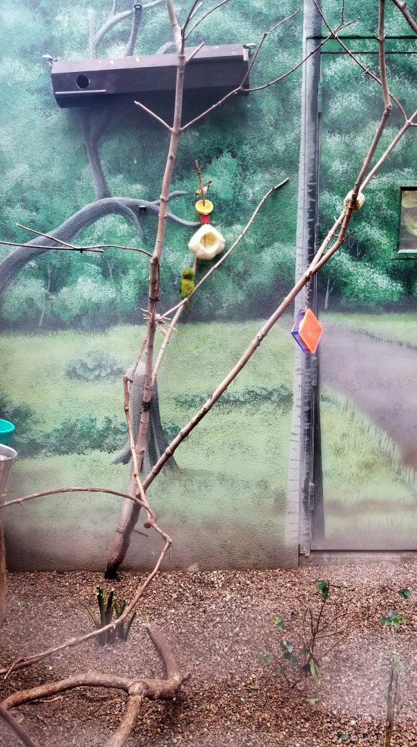 Green parrotlet type bird