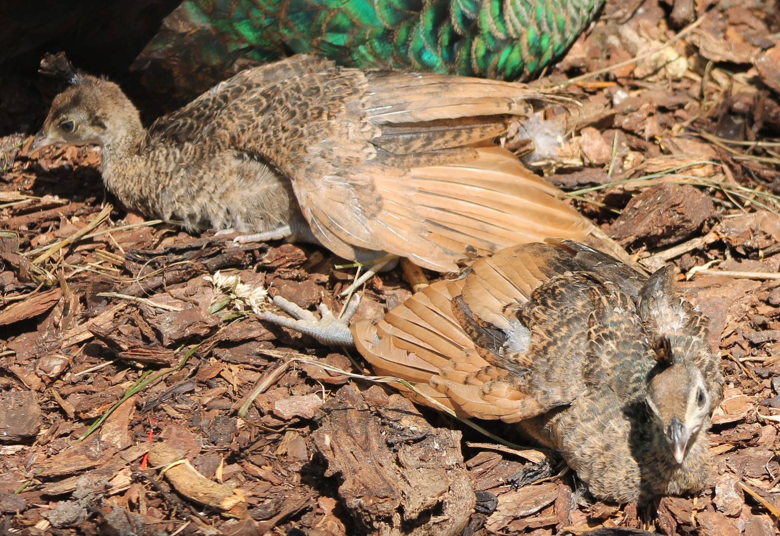 Green peacock chicks