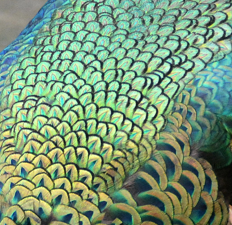 Green peacock feathers.