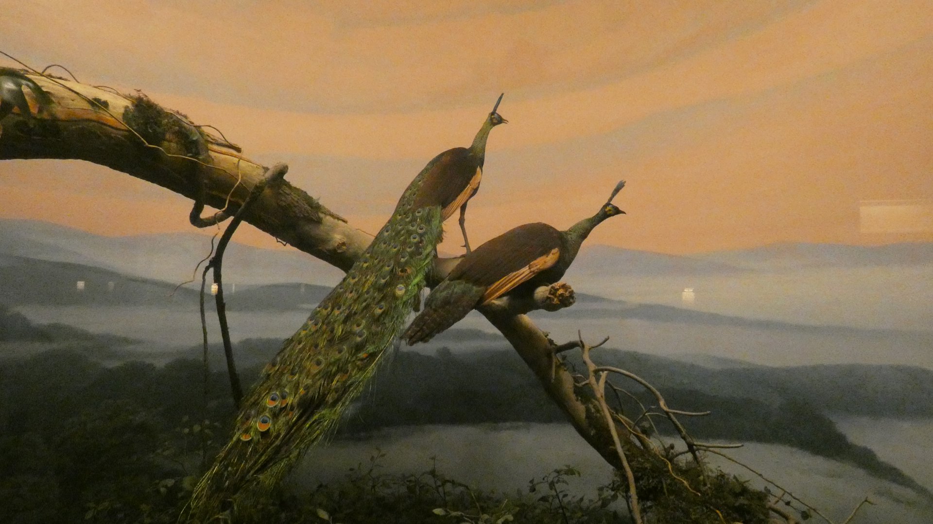 Green Peacock - Feb. 2022