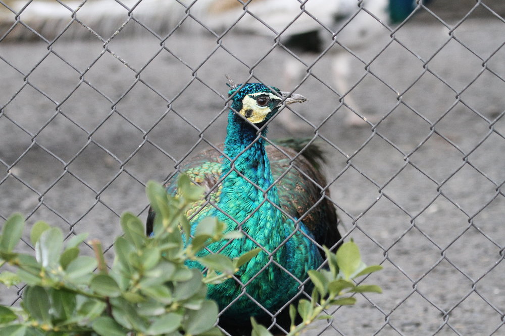 Green Peacock India(mashhad zoo)