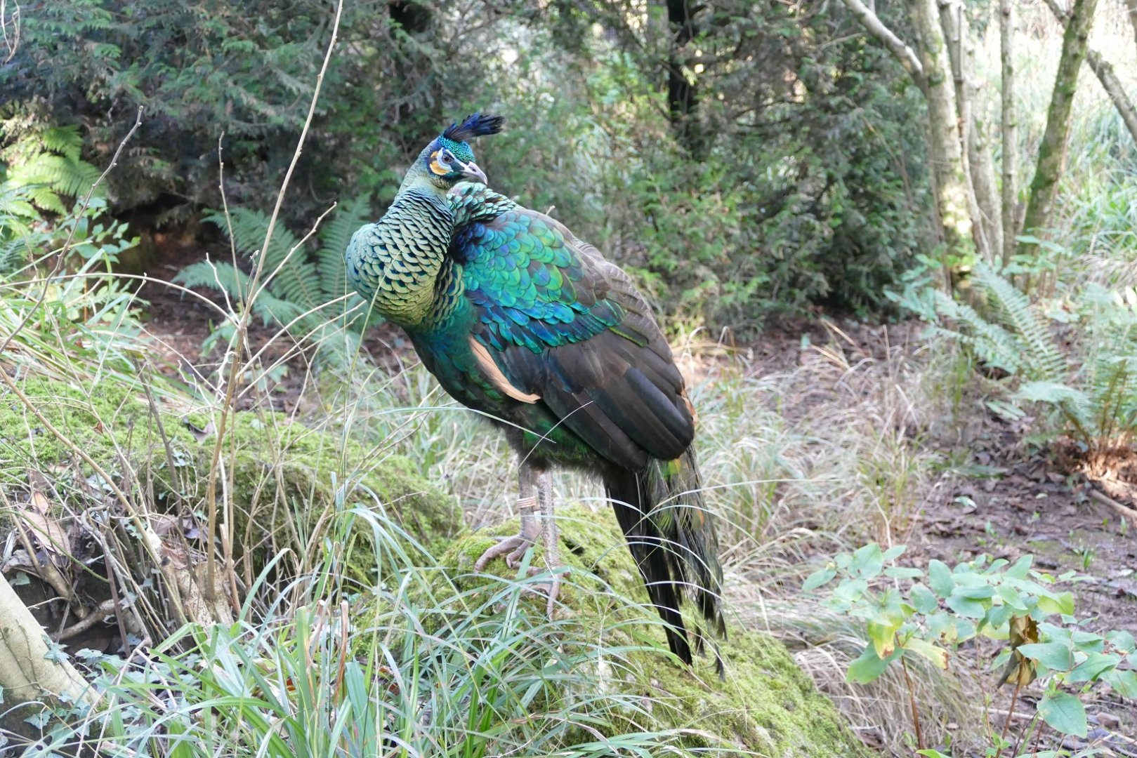 Green peacock, January 2019