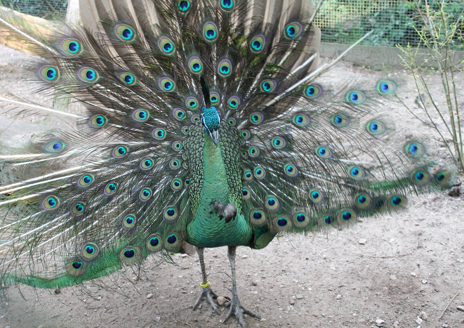 Green peacock - not the most impresive display I've seen