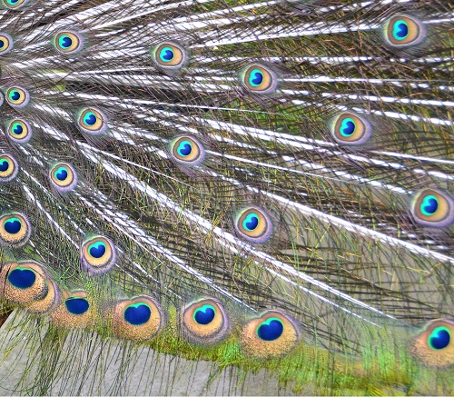 Green peacock train feathers.
