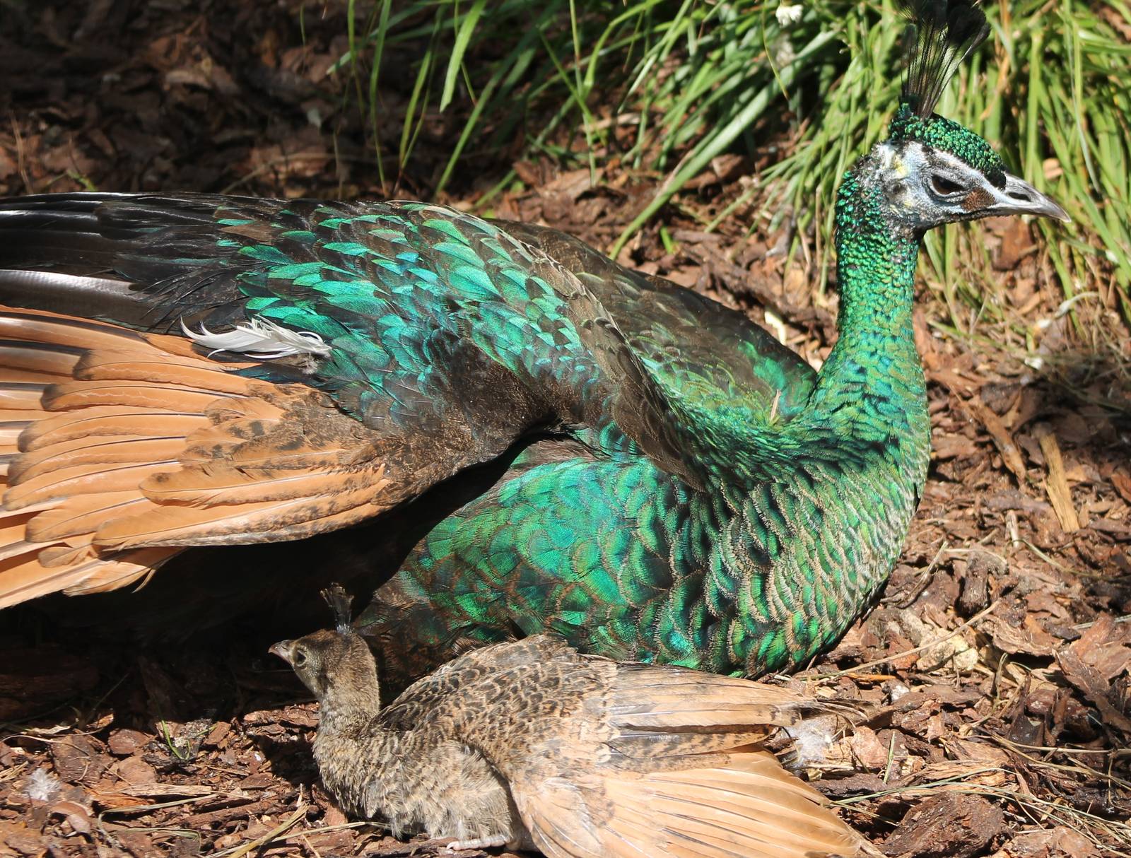Green peacock with chick