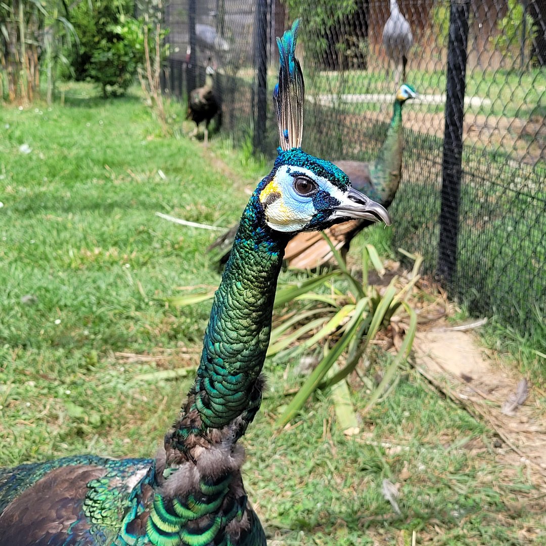 Green peacock -Zoo de Labenne (2023)