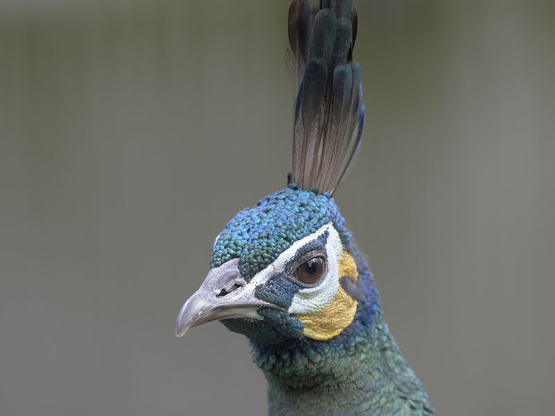 Green peacock