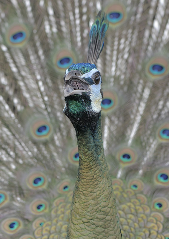 Green peacock
