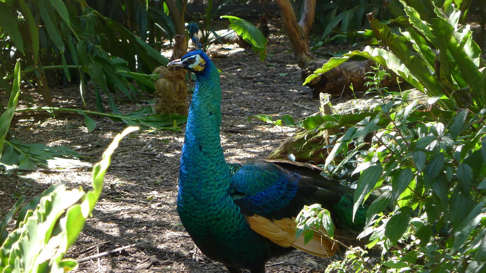 Green Peacock
