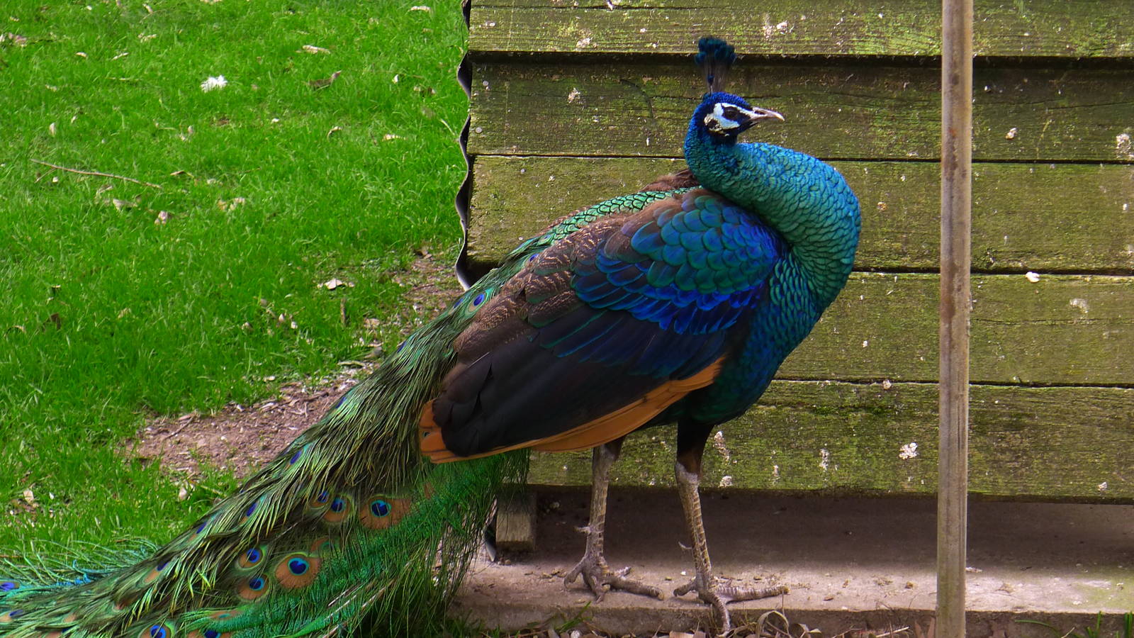 Green Peacock