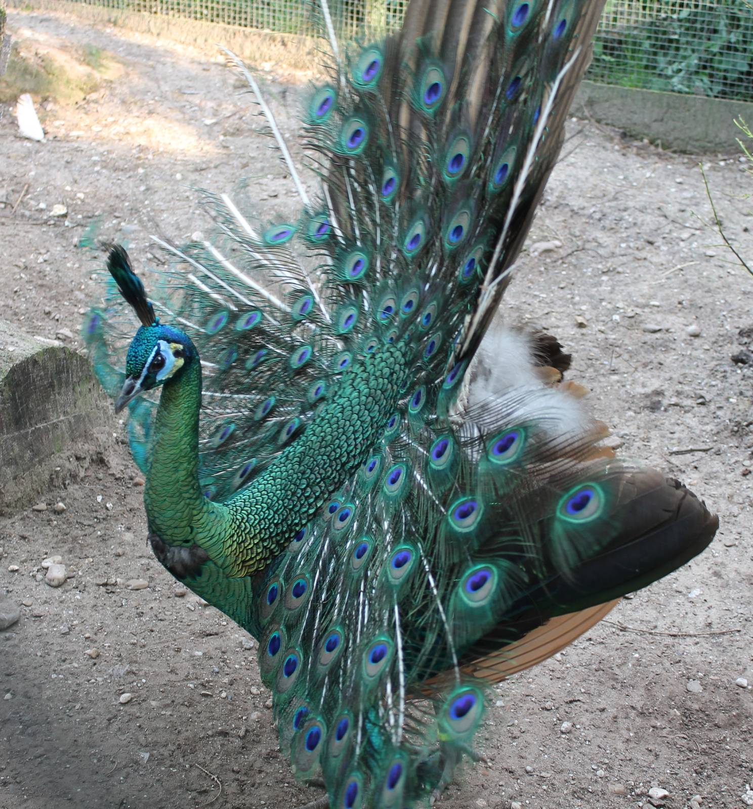 Green peacock