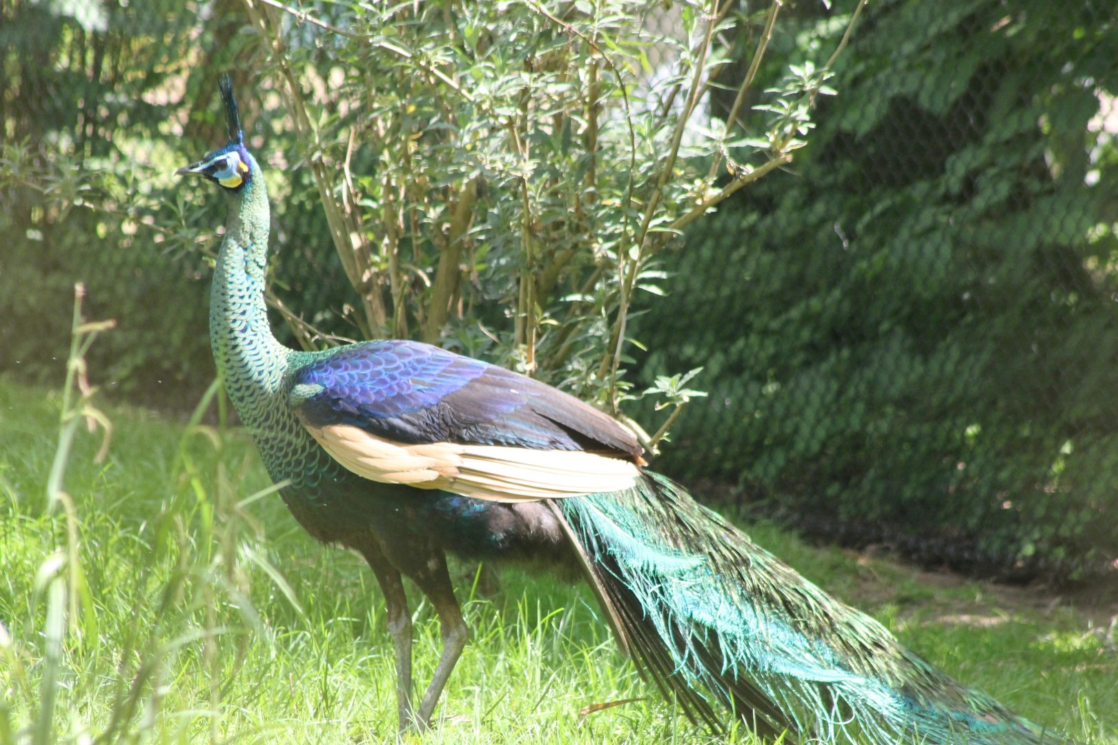 Green peacock