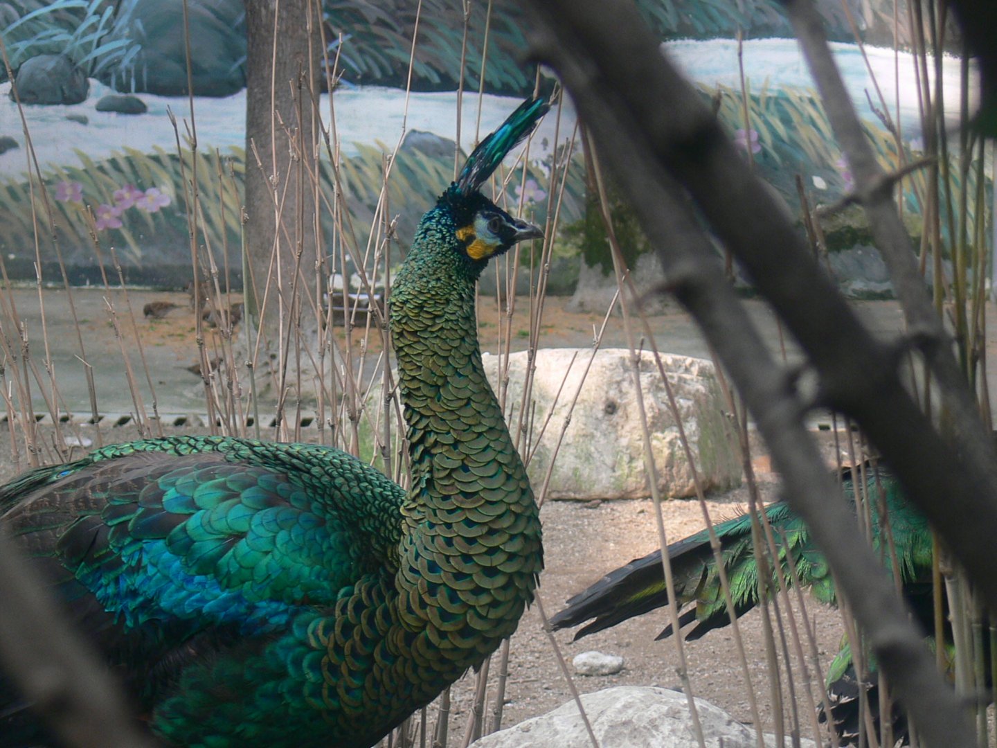 Green Peafowl-1