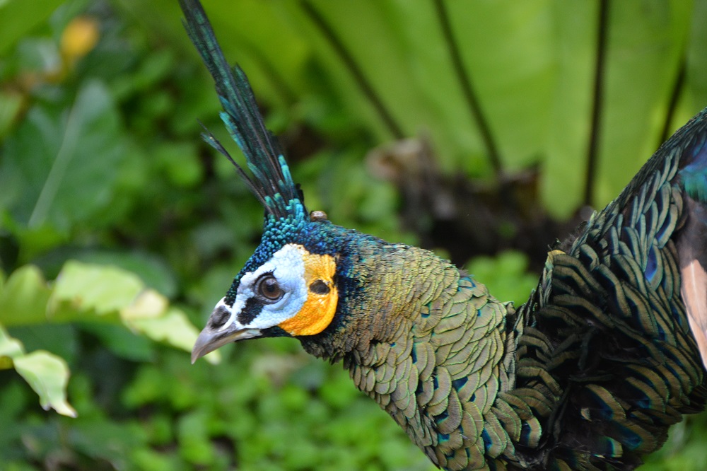 Green peafowl 2
