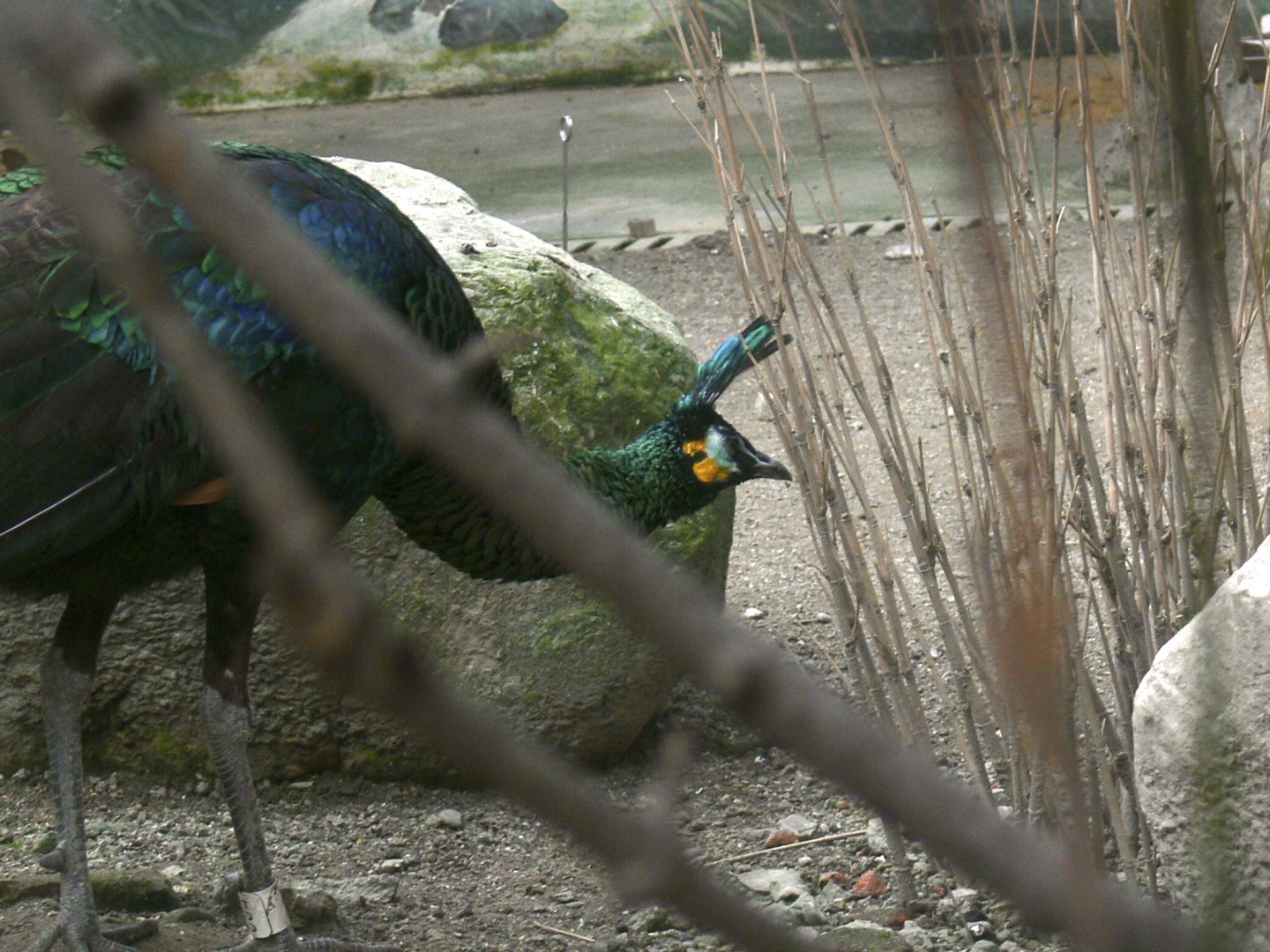 Green Peafowl-2