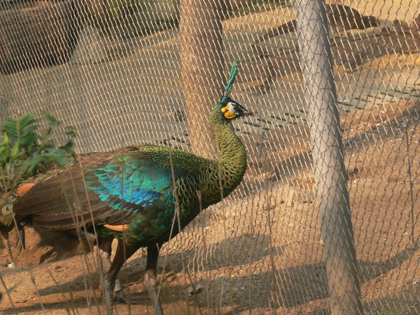 Green Peafowl-3