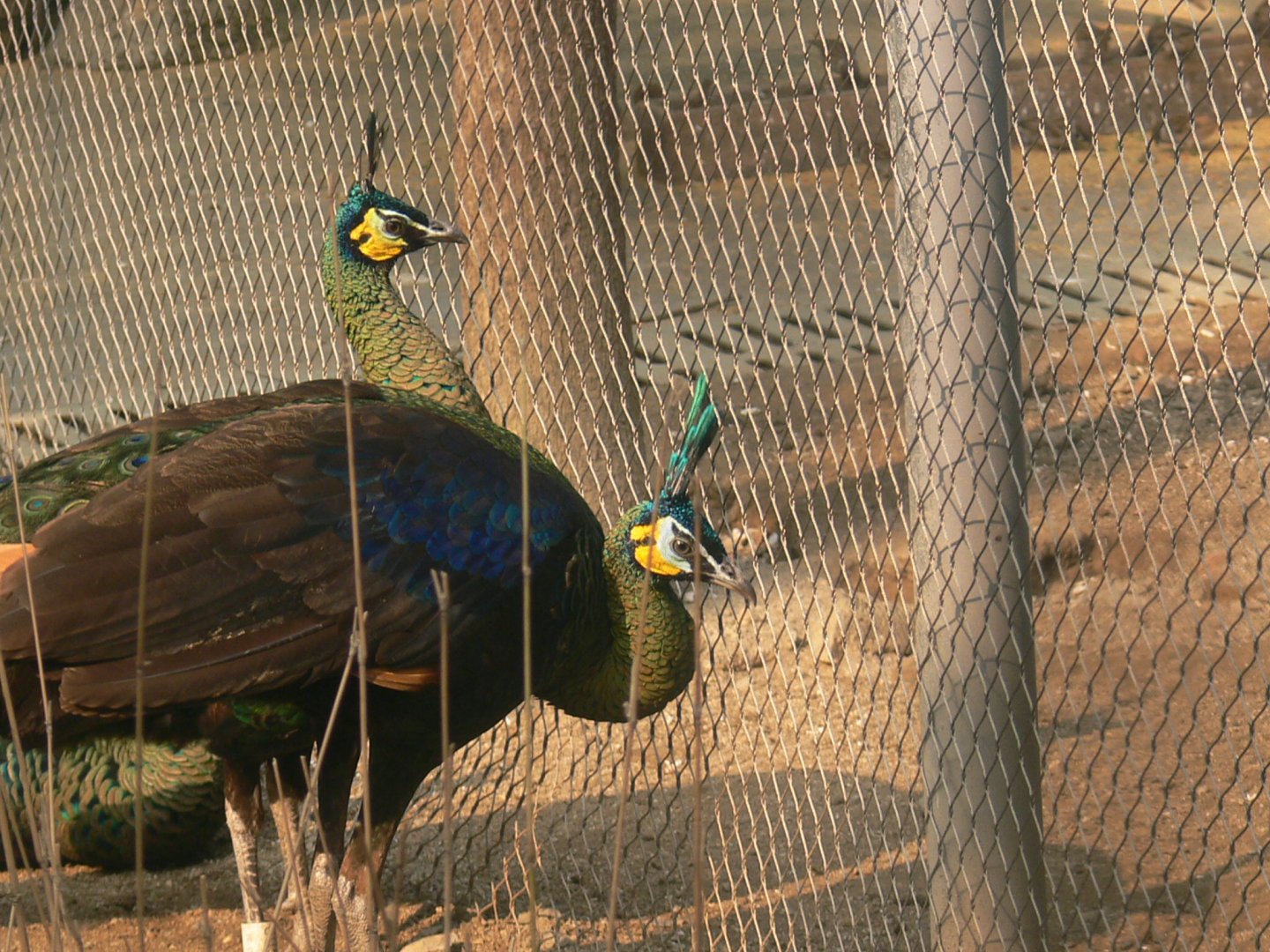 Green Peafowl-4