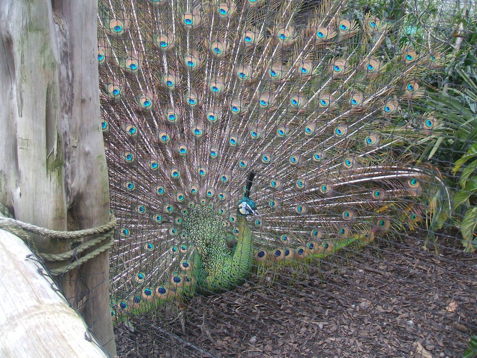 Green Peafowl at Chester Zoo