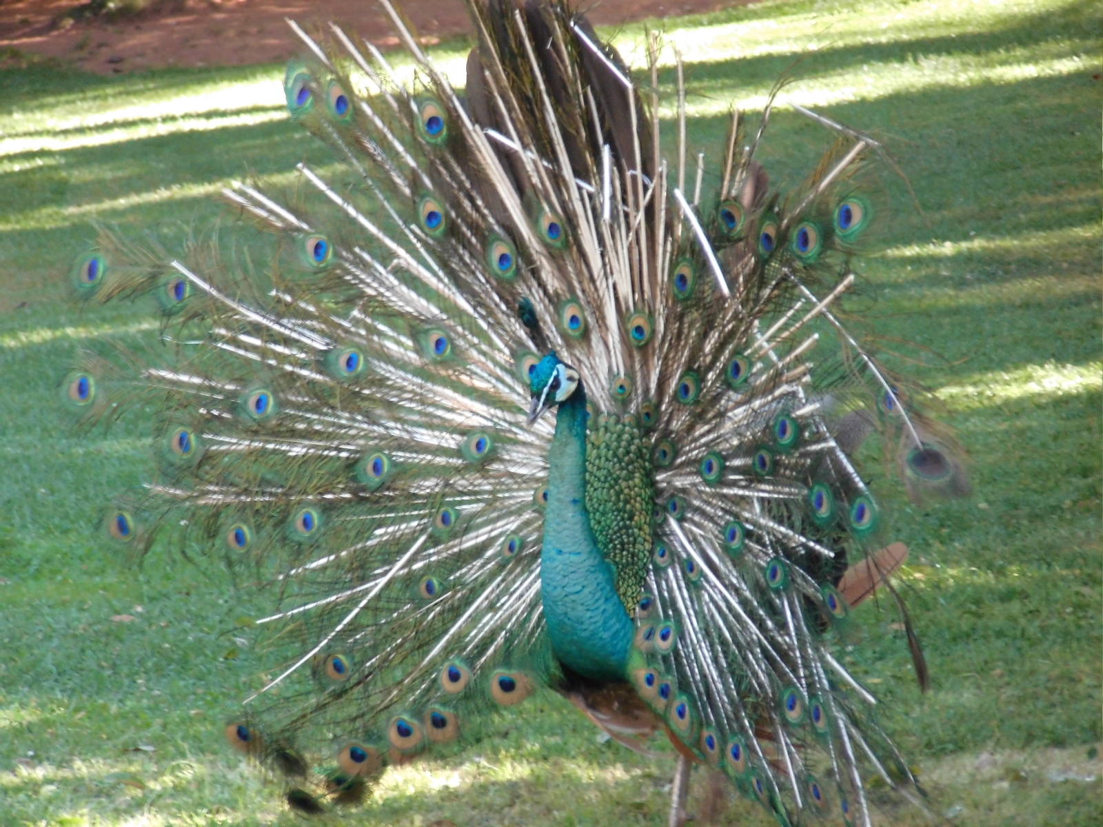 Green Peafowl at Kunming zoo 2014-5-13