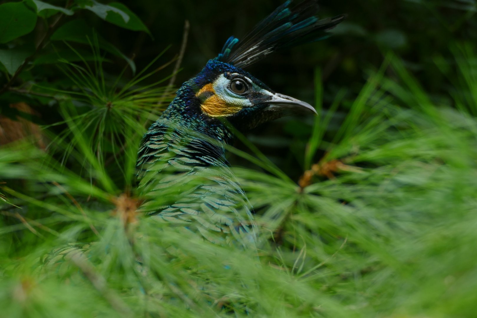 Green peafowl, August 2018