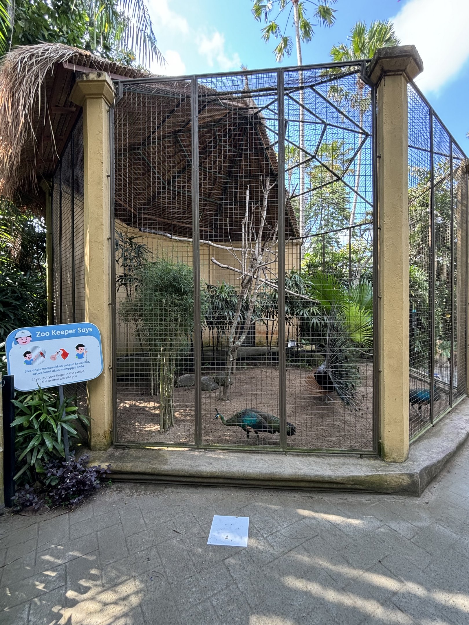 Green Peafowl Aviary
