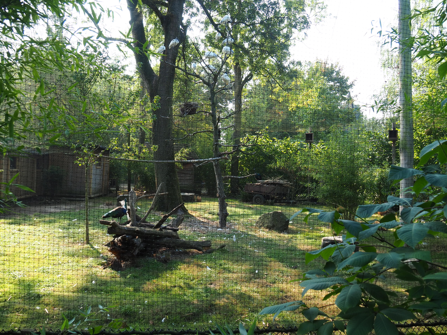 Green peafowl, Black-headed ibis and Blue eared pheasant aviary, 2020-09-16