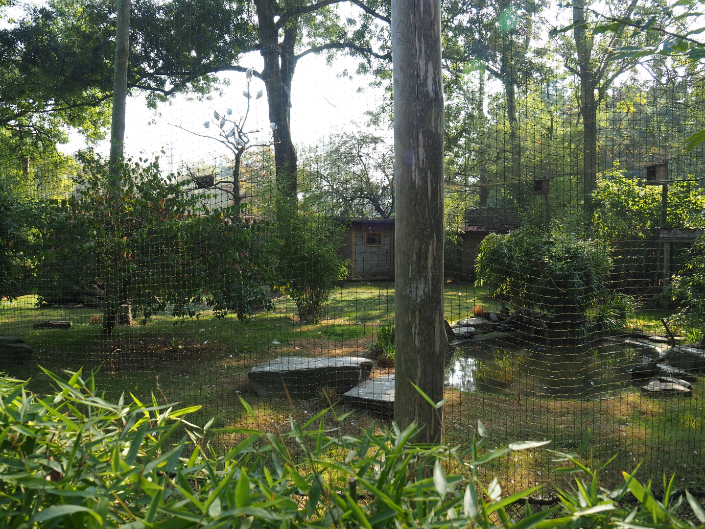Green peafowl, Black-headed ibis and Blue eared pheasant aviary, 2020-09-16