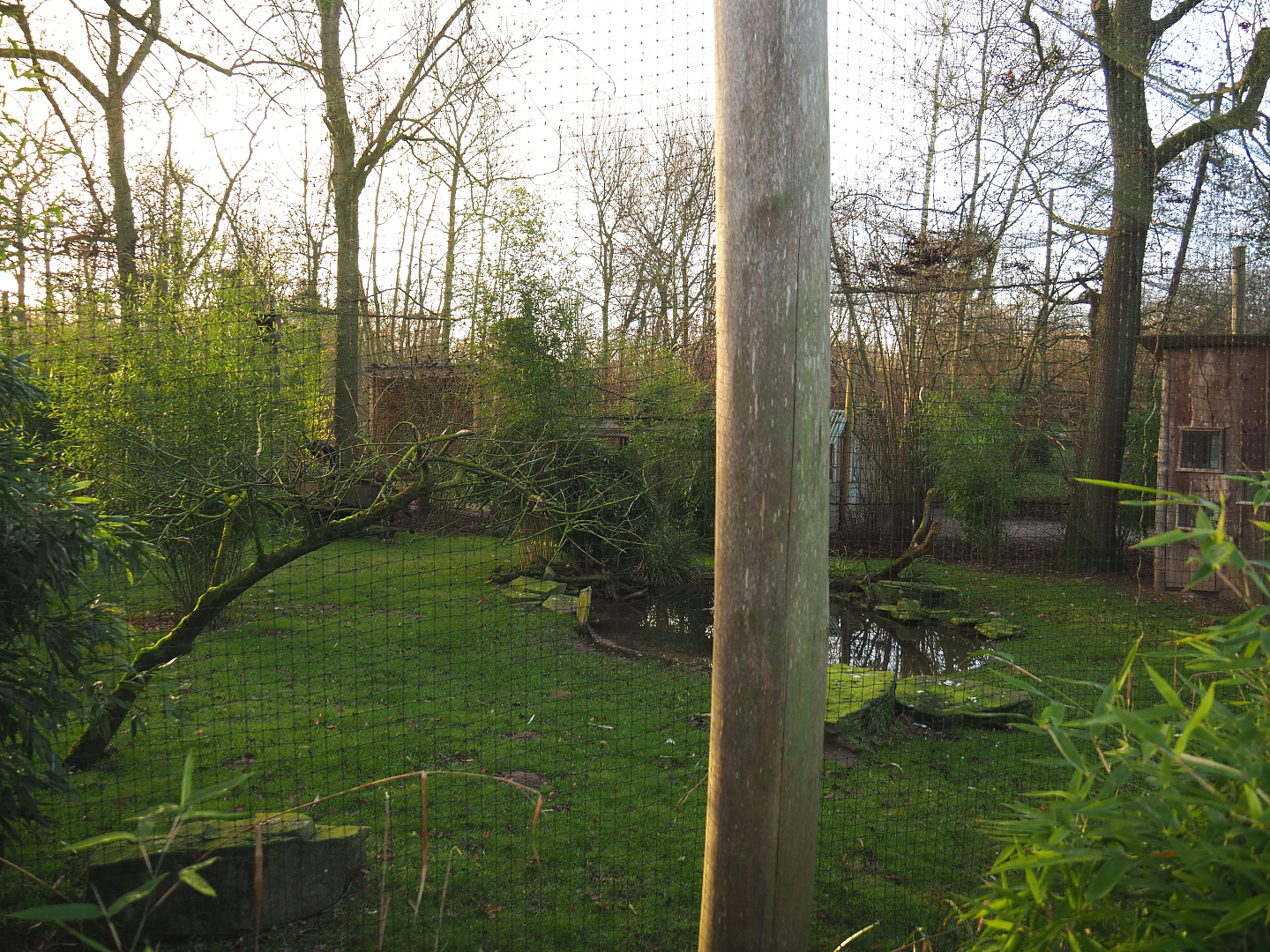 Green peafowl, Blue eared pheasant, Black-headed ibis and Nicobar pigeon aviary, 2022-01-30