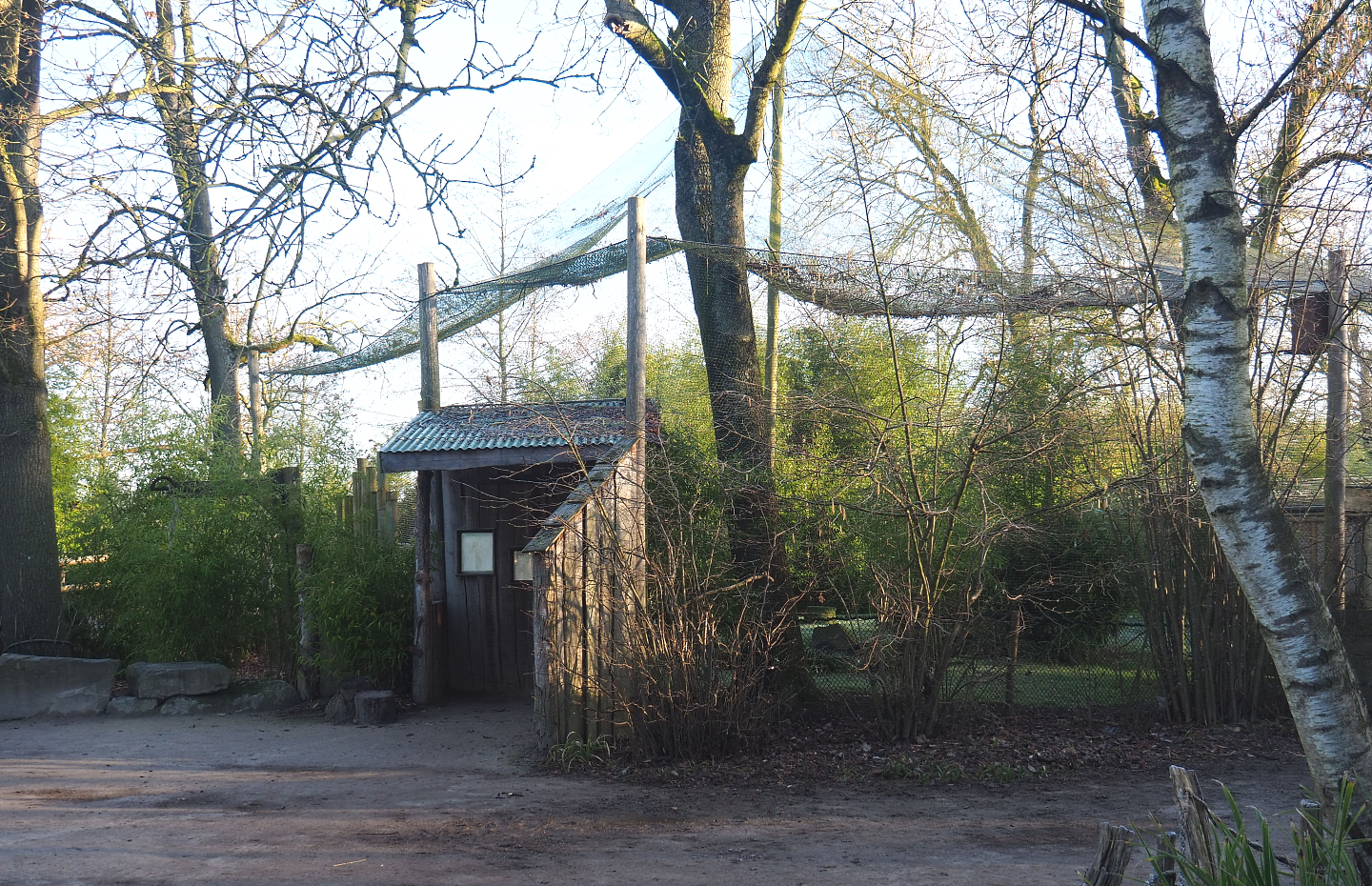 Green peafowl - Blue eared pheasant - Oriental white ibis - Nicobar pigeon aviary with "tool shed" viewing area, 2022-02-12