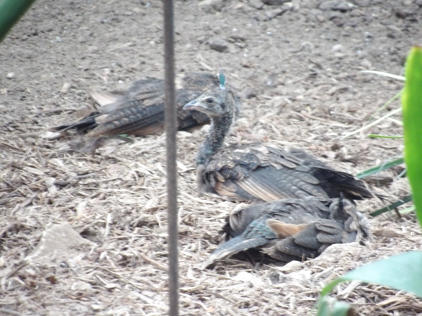 Green Peafowl Chicks(Pavo muticus)