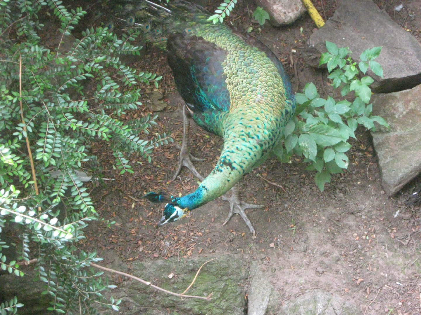 Green Peafowl Cock