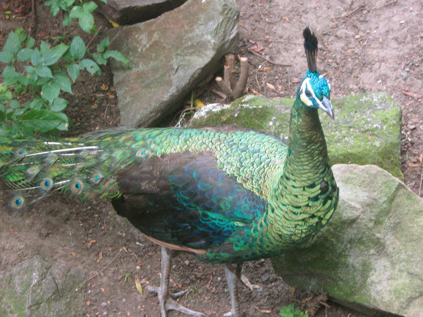 Green Peafowl Cock