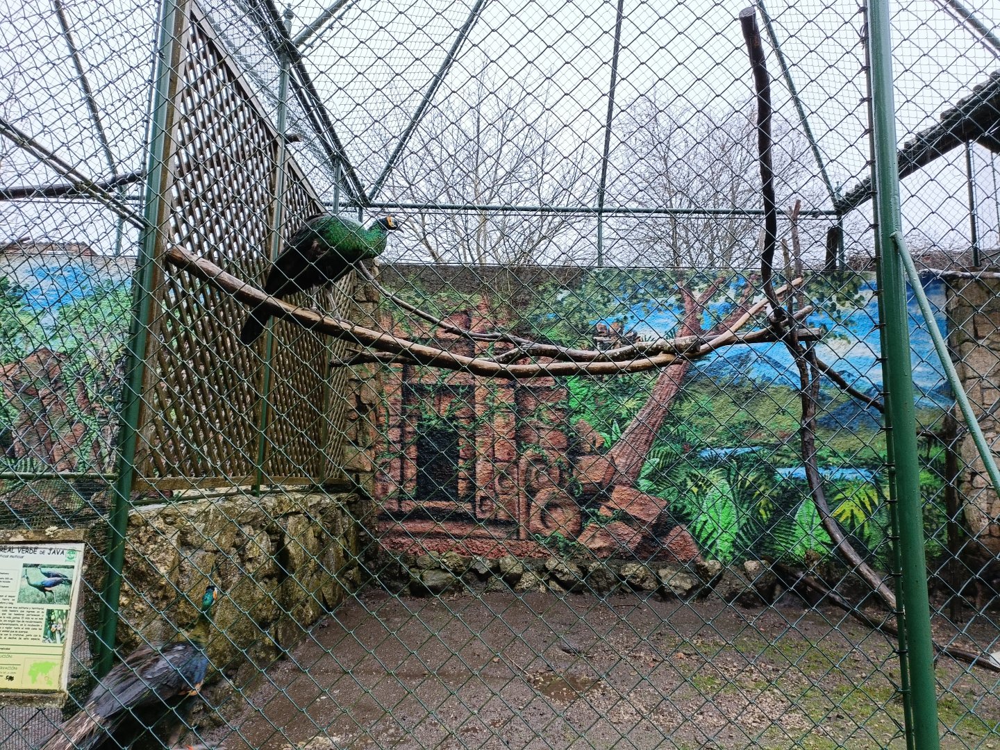 Green peafowl exhibit - Avifauna Lugo