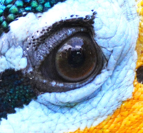 Green peafowl eye.