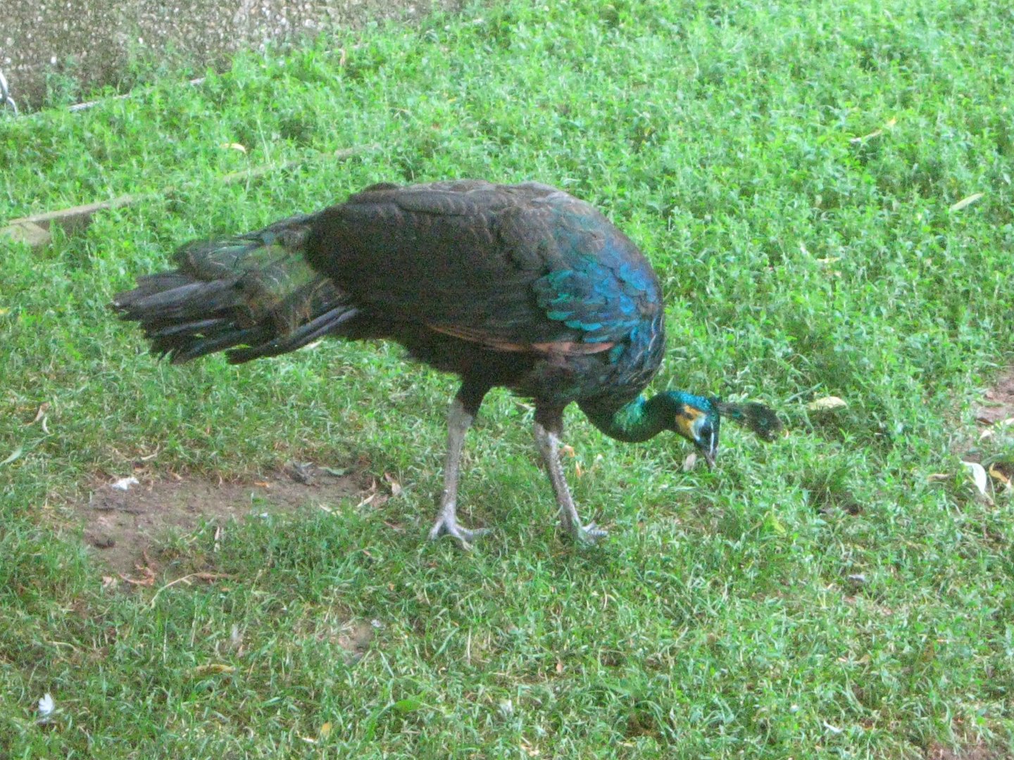 Green Peafowl Hen