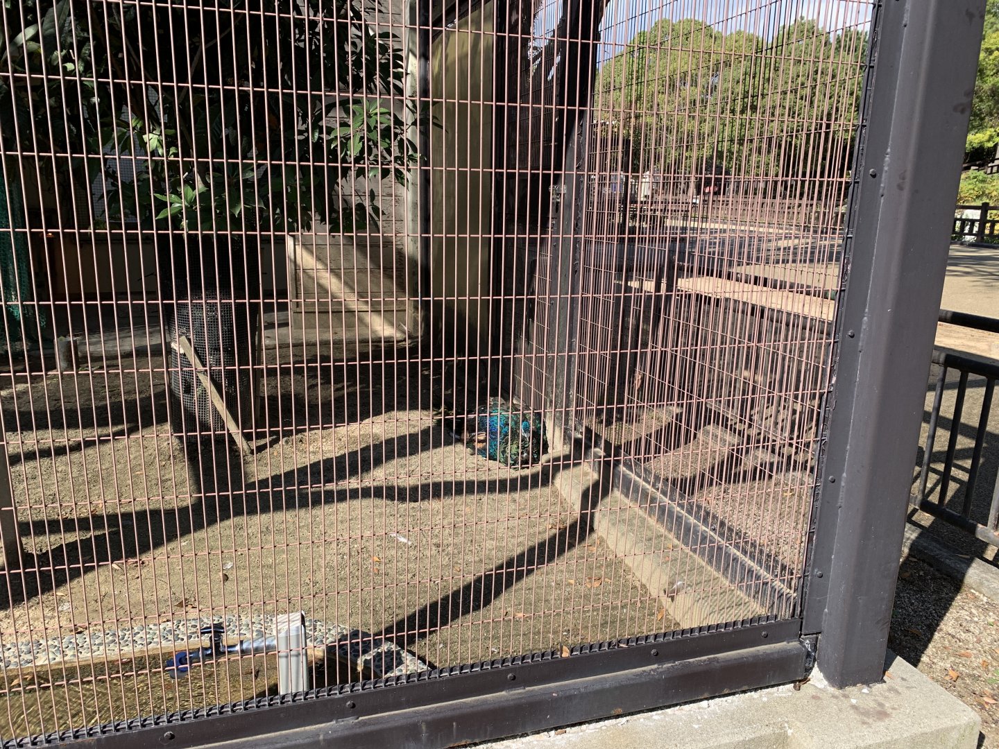 Green Peafowl (Himeji City Zoo)