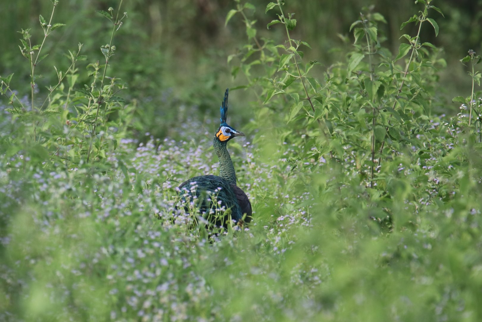 Green peafowl in Cat tien
