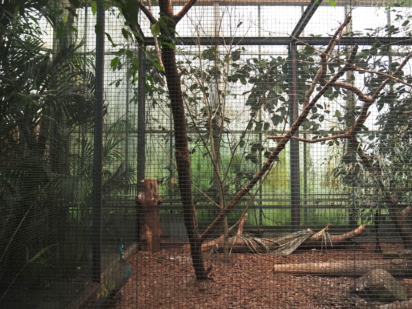 Green peafowl, Moustached parakeet, Cockatoo, Imperial pigeon and Hill myna aviary, 2024-05-22