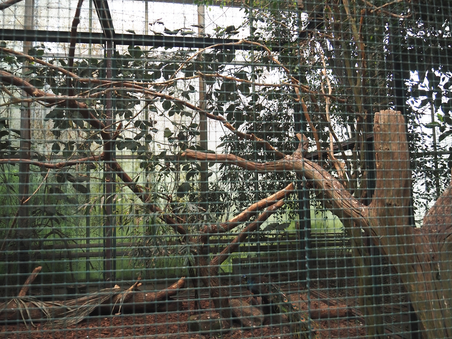 Green peafowl, Moustached parakeet, Cockatoo, Imperial pigeon and Hill myna aviary, 2024-05-22