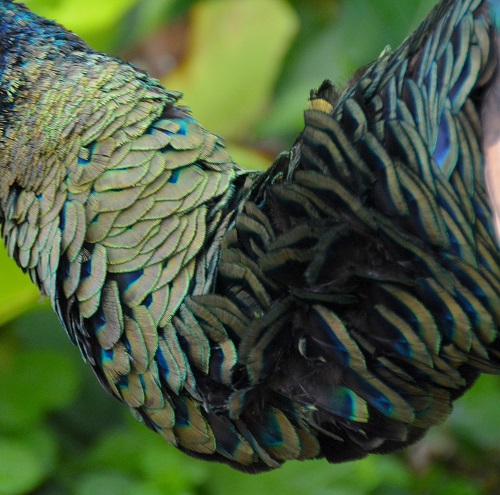 Green peafowl neck feathers.