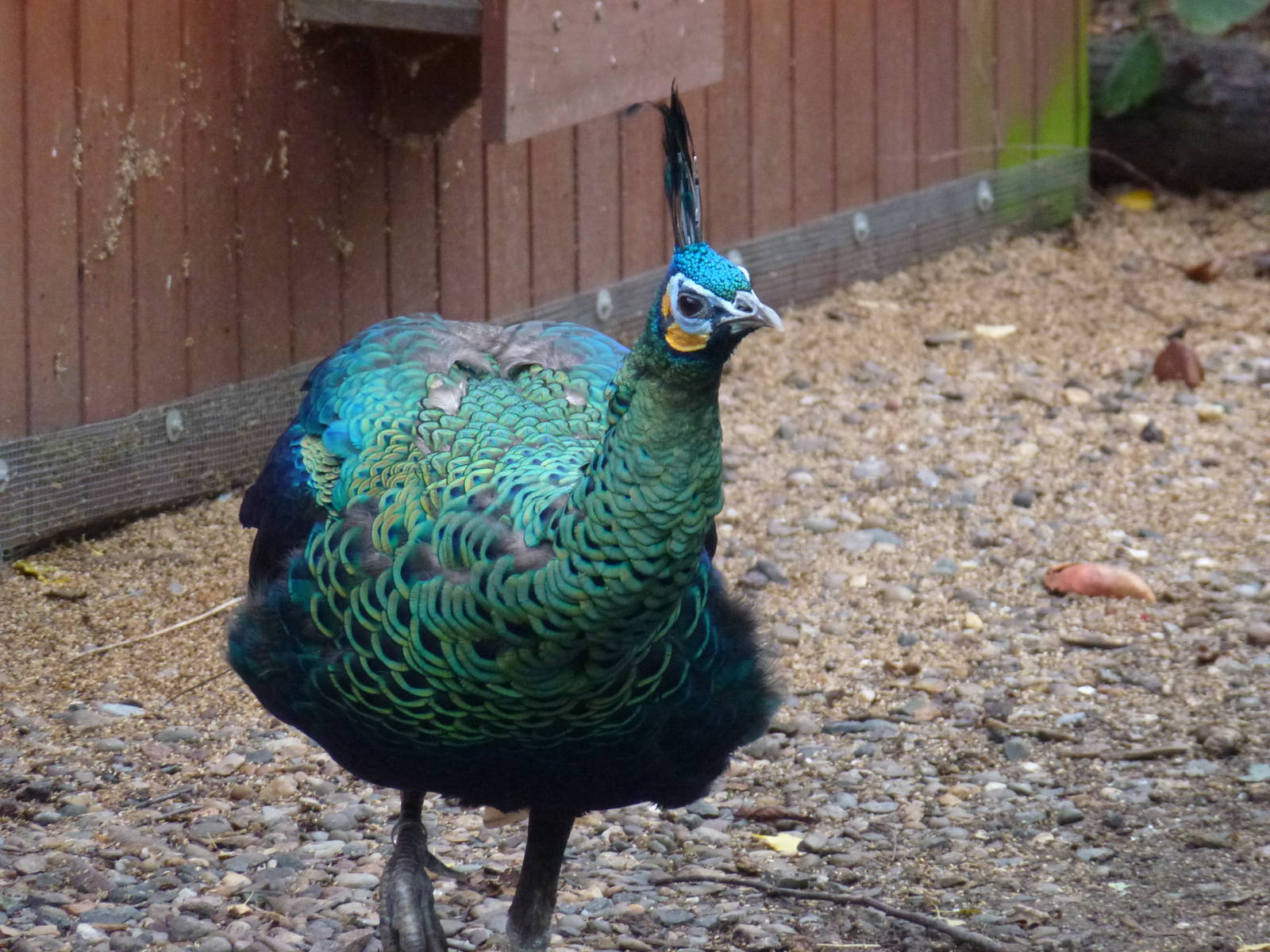 Green peafowl, November 2013.