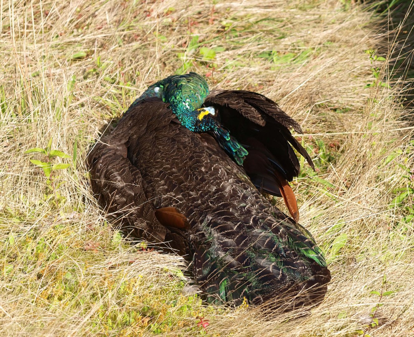 Green peafowl (Pavo muticus), 2015-08-01