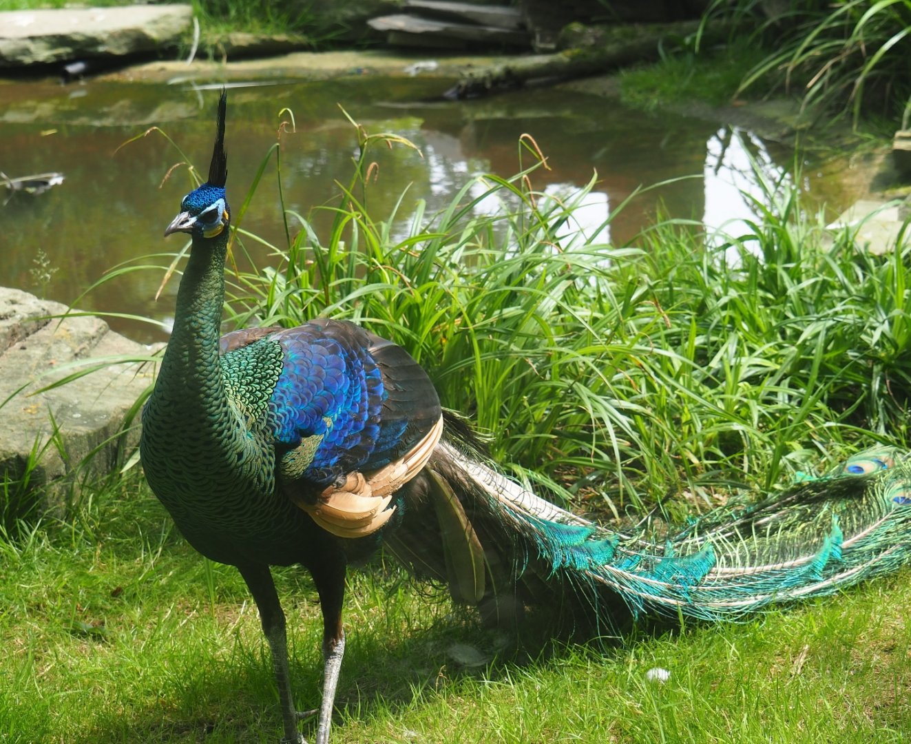 Green peafowl (Pavo muticus), 2019-06-26