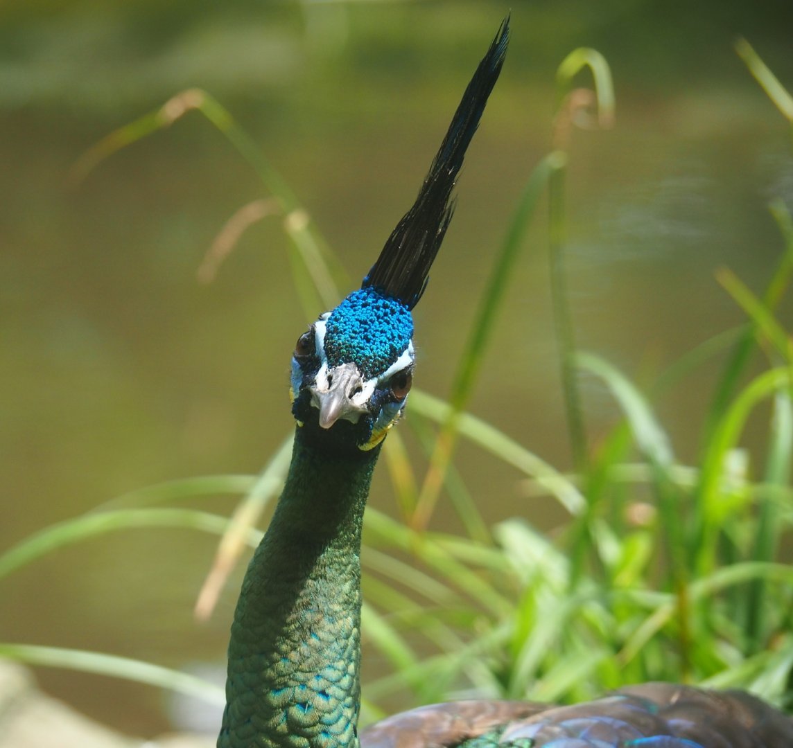 Green peafowl (Pavo muticus), 2019-06-26