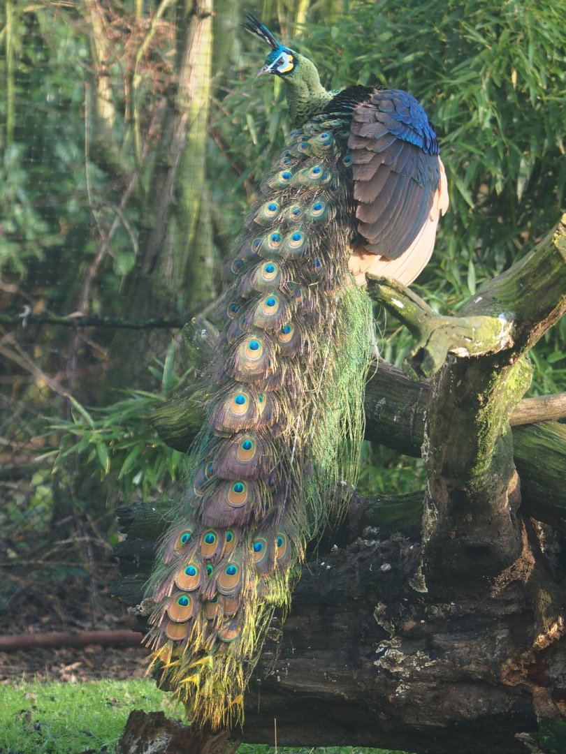 Green peafowl (Pavo muticus), 2019-12-28