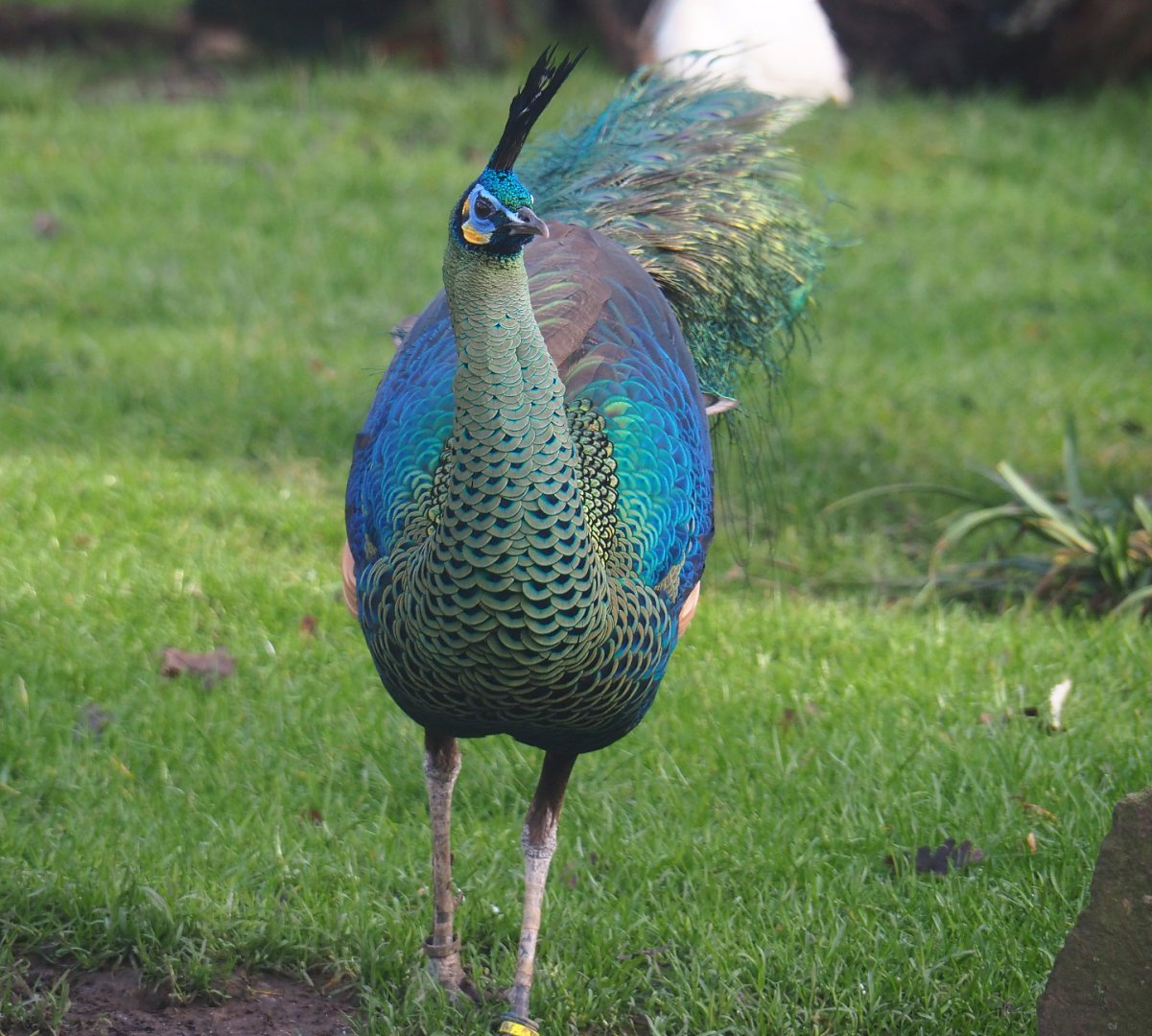 Green peafowl (Pavo muticus), 2020-01-11