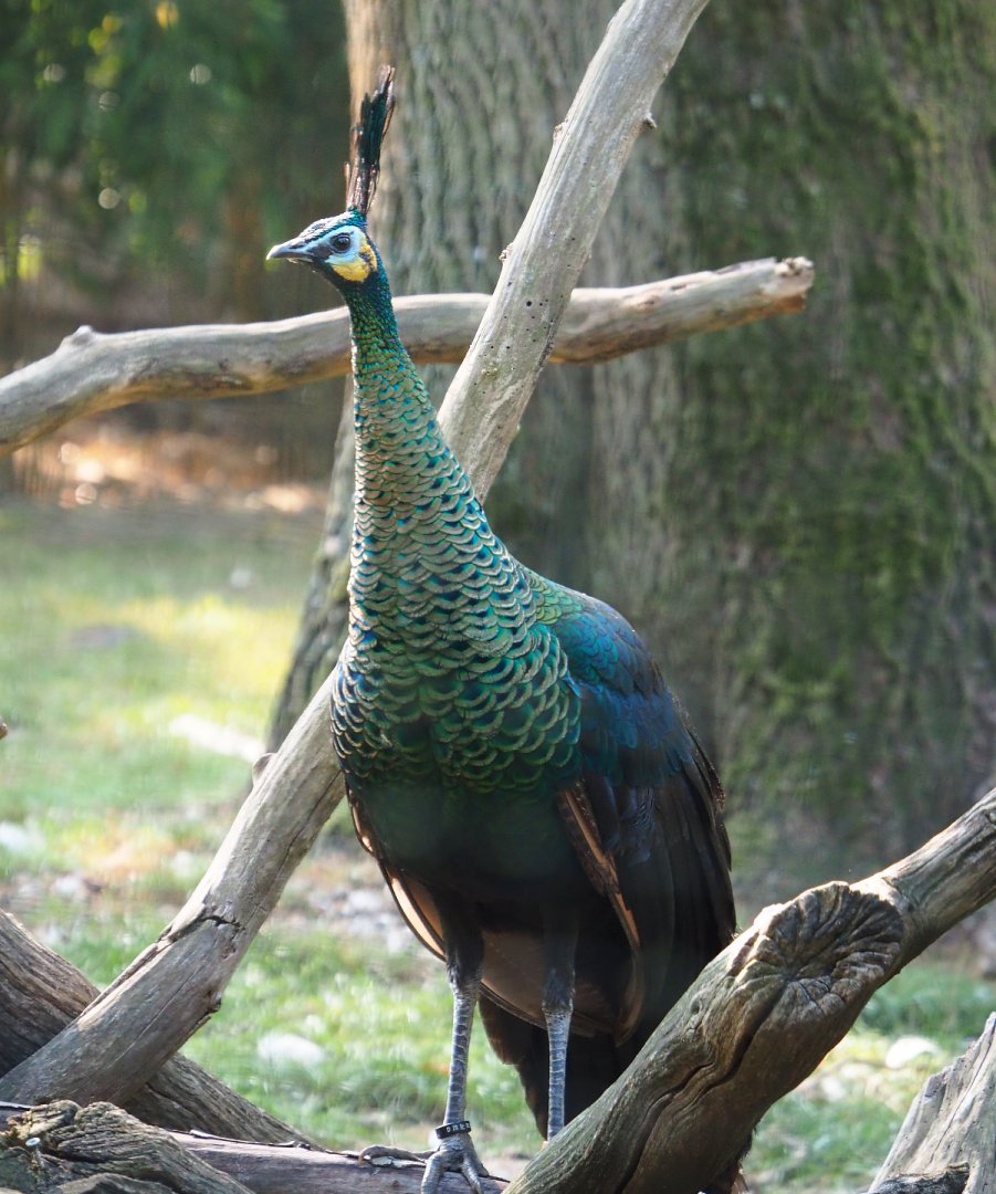 Green peafowl (Pavo muticus), 2020-09-16