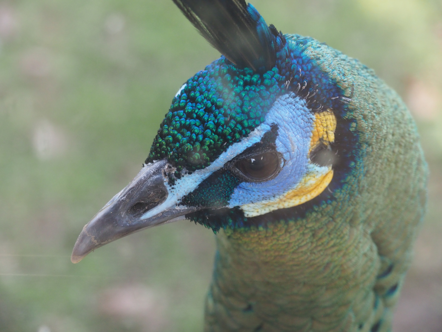 Green peafowl (Pavo muticus), 2021-02-23