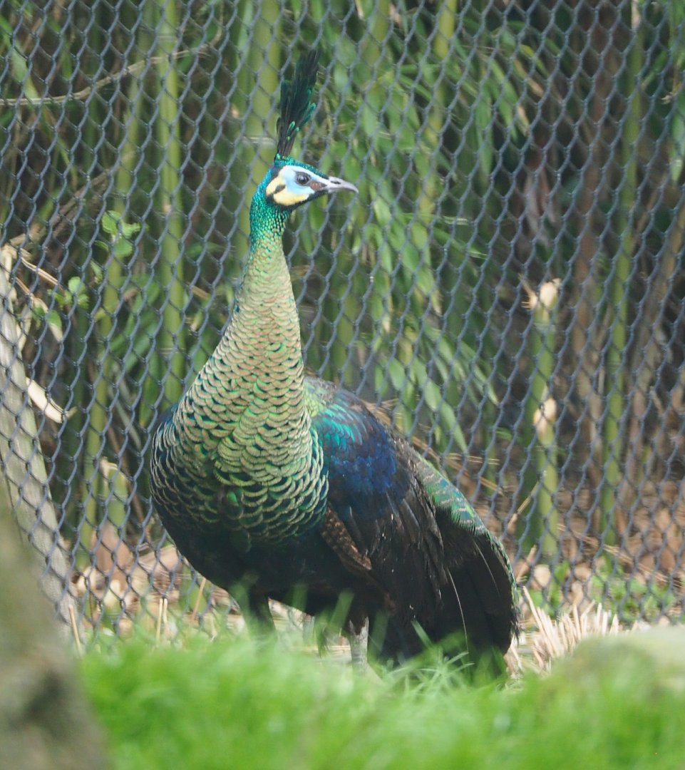 Green peafowl (Pavo muticus), 2021-04-20