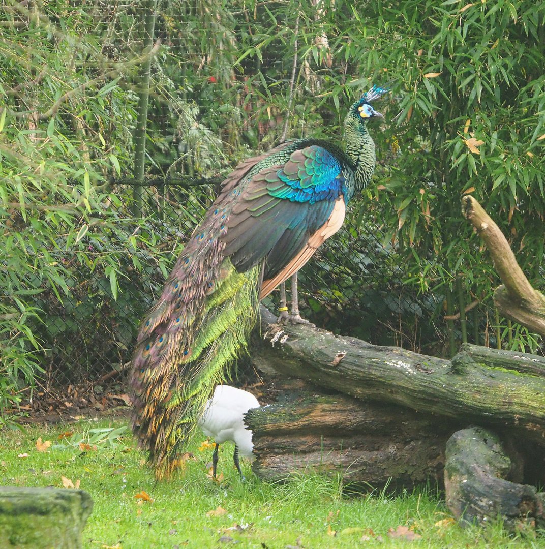 Green peafowl (Pavo muticus), 2021-11-23